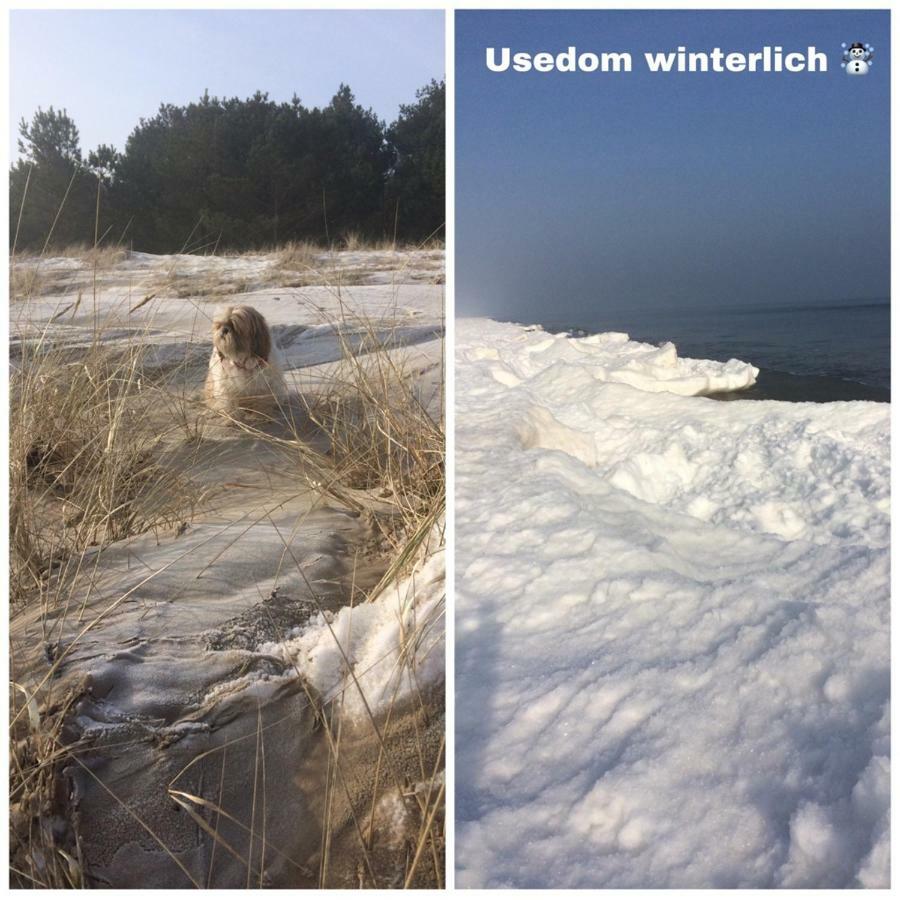 Ferienwohnung Mit Terrasse - Insel Usedom Trassenheide Eksteriør billede